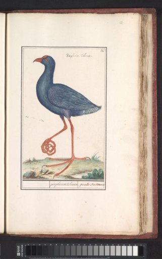 Purple Gallinule (Porphyrio porphyrio)
