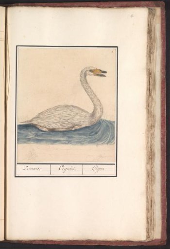 Whooper Swan (Cygnus cygnus)