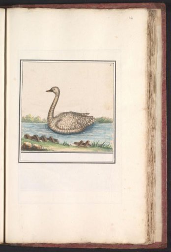 Swan (Cygnus)