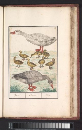 Barn Goose or a Domestic Goose (Anser anser domesticus)