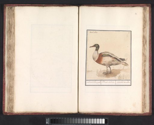 Plate with four Ducks (Anas) and a Cormorant (Phalacrocorax carbo)