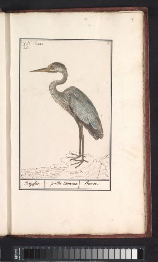 Grey heron (Ardea cinerea)