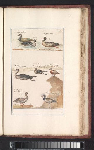 Plate with eight Ducks (Anas), Goosanders (Mergus) and other waterfowl