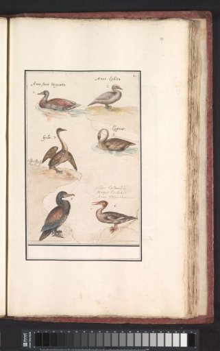 Plate with six Ducks (Anas) and other waterfowl