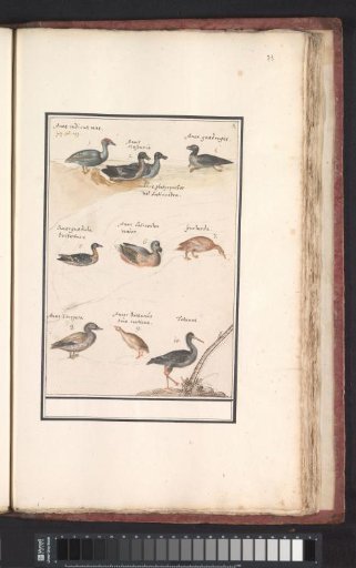 Plate with ten Ducks (Anas) and other waterfowl