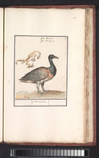 Brent Goose (Branta bernicla)