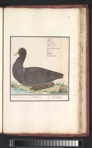 Coot (Fulica atra)