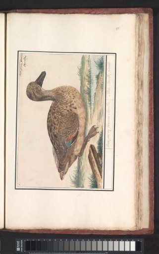 Teal (Anas crecca)