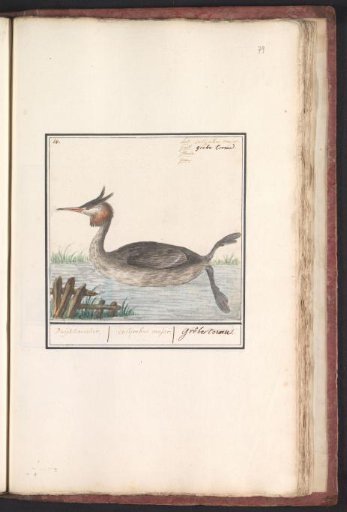 Great Crested Grebe (Podiceps cristatus)