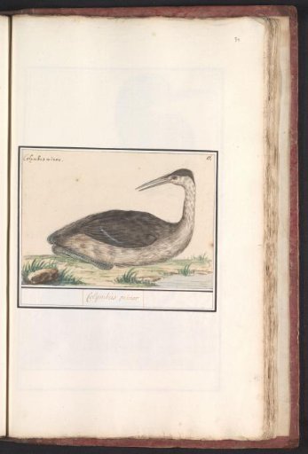 Great crested grebe (Podiceps cristatus)