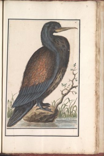 Great cormorant (Phalacrocorax carbo)