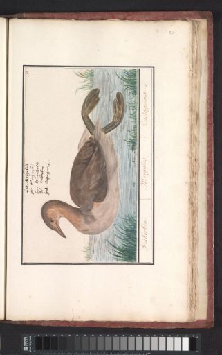 Little grebe (Tachybaptus ruficollis)