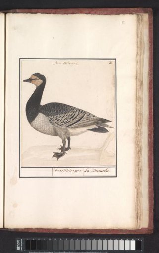 Barnacle goose (Branta leucopsis)