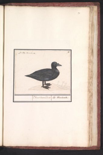 Black scoter (Melanitta nigra)