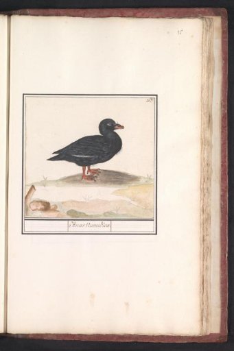 Black scoter (Melanitta nigra)