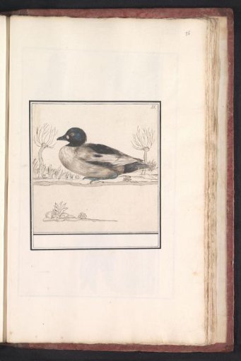 Tufted duck (Bucephala clangula)
