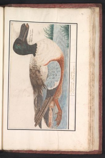 Northern shoveler (Anas clypeata)