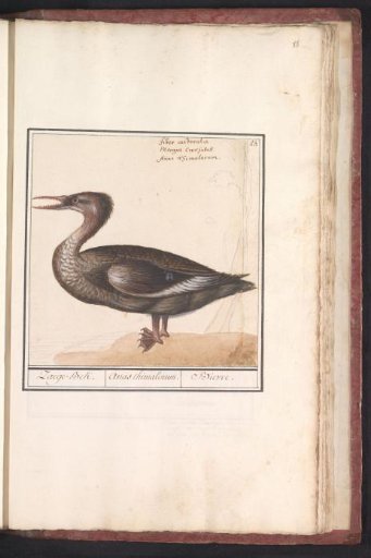 Common merganser (Mergus merganser)