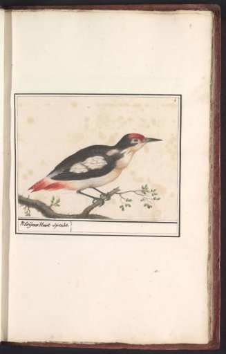 Great spotted woodpecker (Dendrocopos minor)