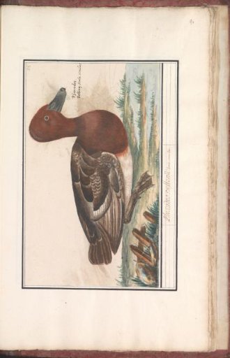 Eurasian wigeon (Anas penelope)