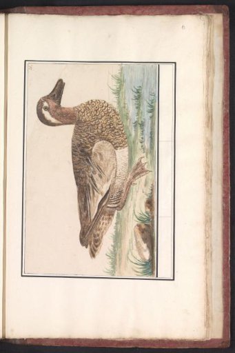 Garganey (Anas querquedula)