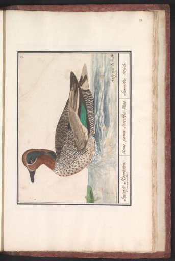 Common teal (Anas crecca)
