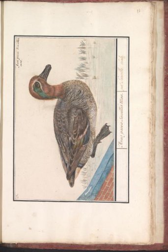 Eurasian teal (Anas crecca)