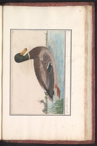 Mallard (Anas platyrhynchos)