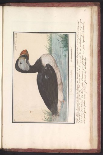 Atlantic puffin (Fratercula arctica)
