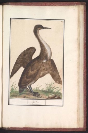 Snake-necked bird (Anhinga)