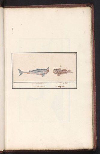 Tiger shark (Carcharias) and a scorpionfish (Scorpaenidae)
