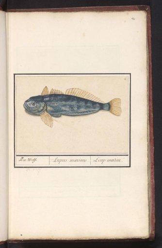 Wolf fish (Anarhichas lupus)