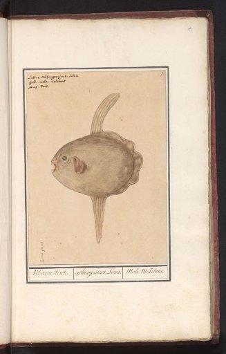 Sunfish (Mola Mola)