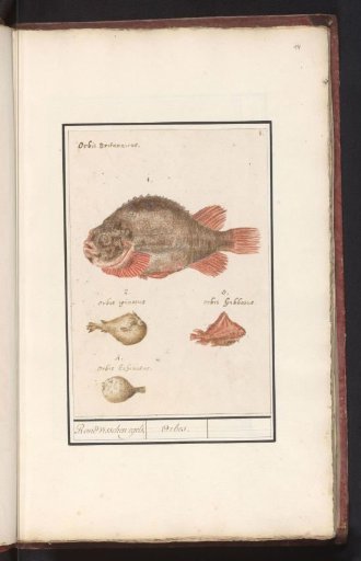 Pufferfish (Tetraodontidae)