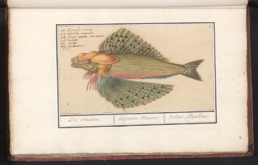 Flying fish (Exocoetidae)