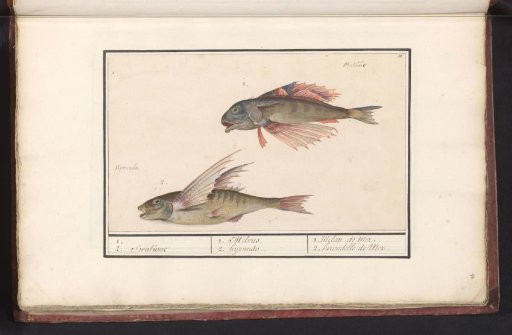 Red gurnard (Chelidonichthys lucerna) and flying fish (Exocoetidae)