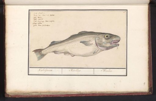 Cod (Gadus morhua)