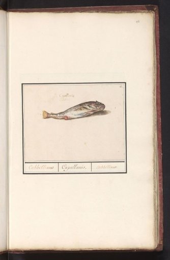 Cod (Gadus morhua)