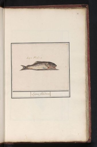 Unknown fish