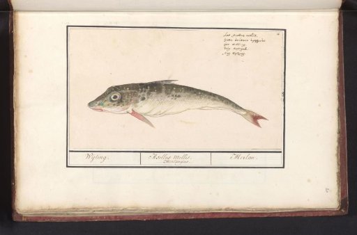 Gurnard (Triglidae)