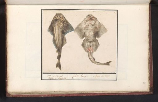 Squatina or violin ray (Rhinobatidae)