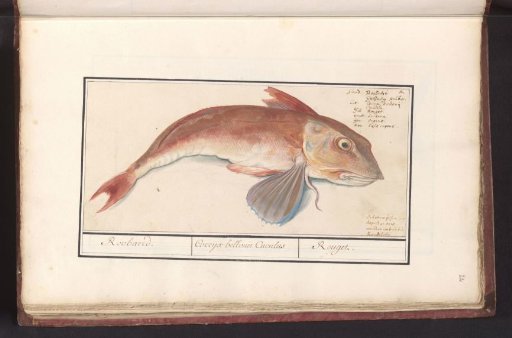 Red gurnard (Chelidonichthys lucerna)