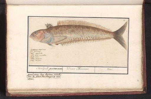 Perch-like fish (Perciformes), possibly a weever (Trachinus)