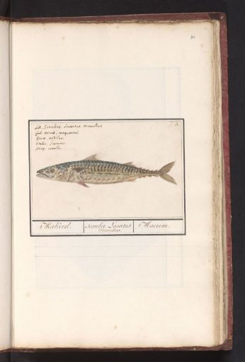 Mackerel (Scomber scombrus)