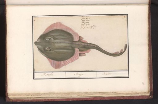 Ray (Batoidea or Rajomorphii)