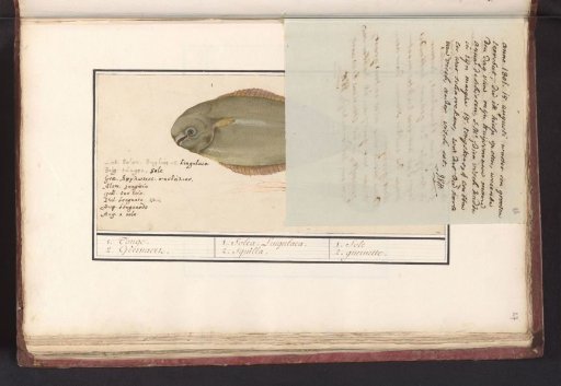 Note from J.A. van Huerne about a turbot (1801)