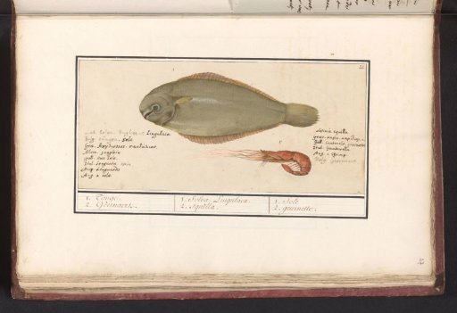 Sole (Solea solea) and pink shrimp
