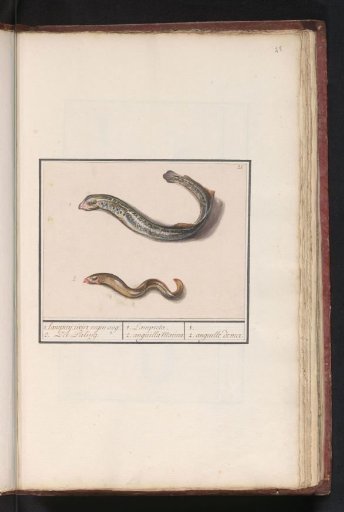 Brook lamprey (Lampetra fluviatilis) and conger eel (Congridae)