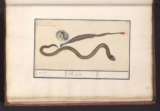 Seashell, pipefish (Syngnathus) and water snake (Natrix)