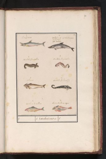 Sheet with eight different fish